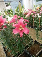 [4182 Mariachi VH No01.JPG]